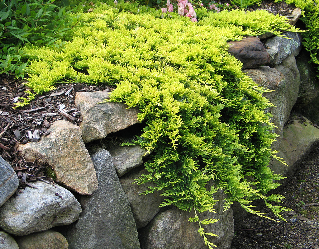 Juniperus horizontalis 'Mother Lode' courtesy of Iseli Nursery