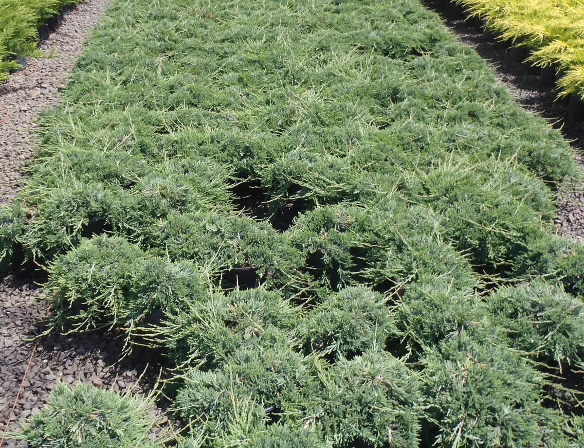 Juniperus horizontalis 'Wiltonii'