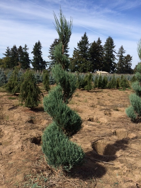 Juniperus virginiana 'Skyrocket' (see Juniperus scopulorum 'Skyrocket')