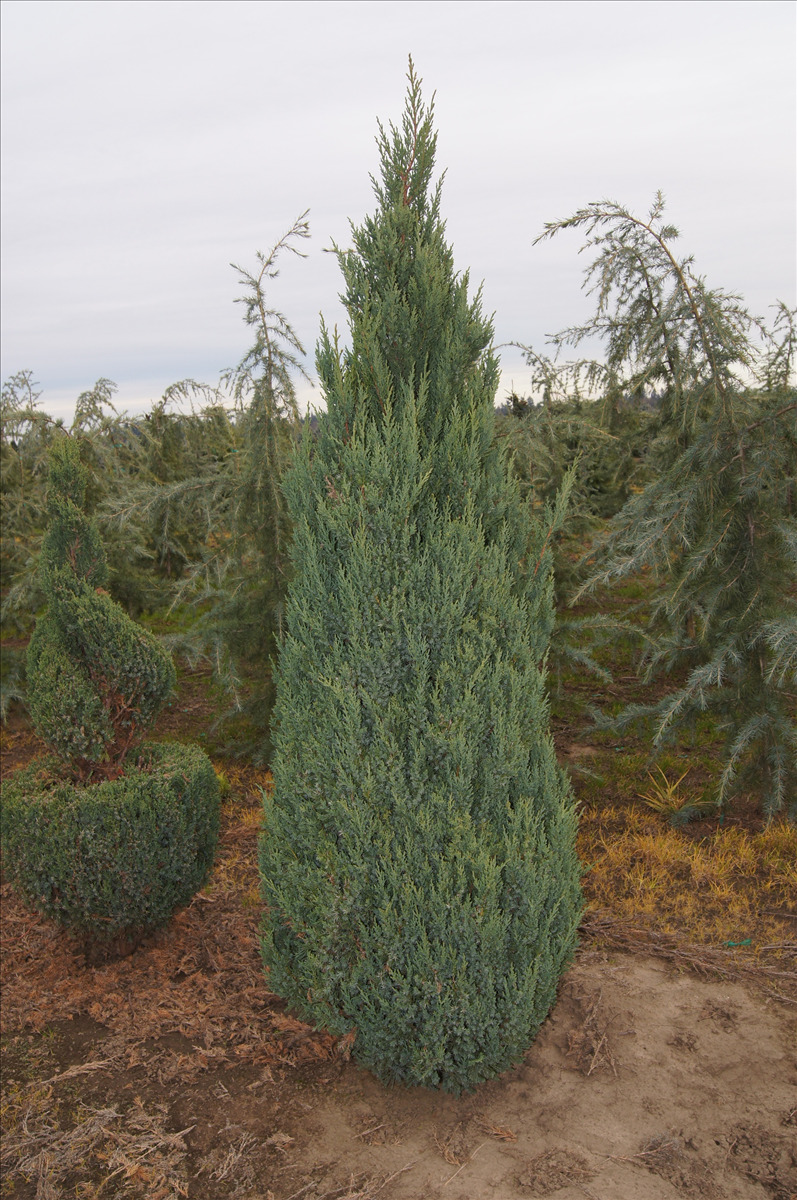 Juniperus chinensis 'Blue Point'