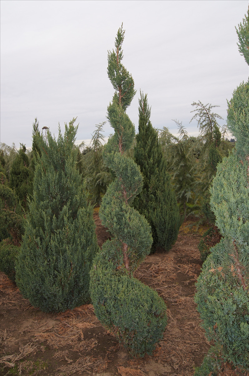 Juniperus chinensis 'Blue Point' Spiral