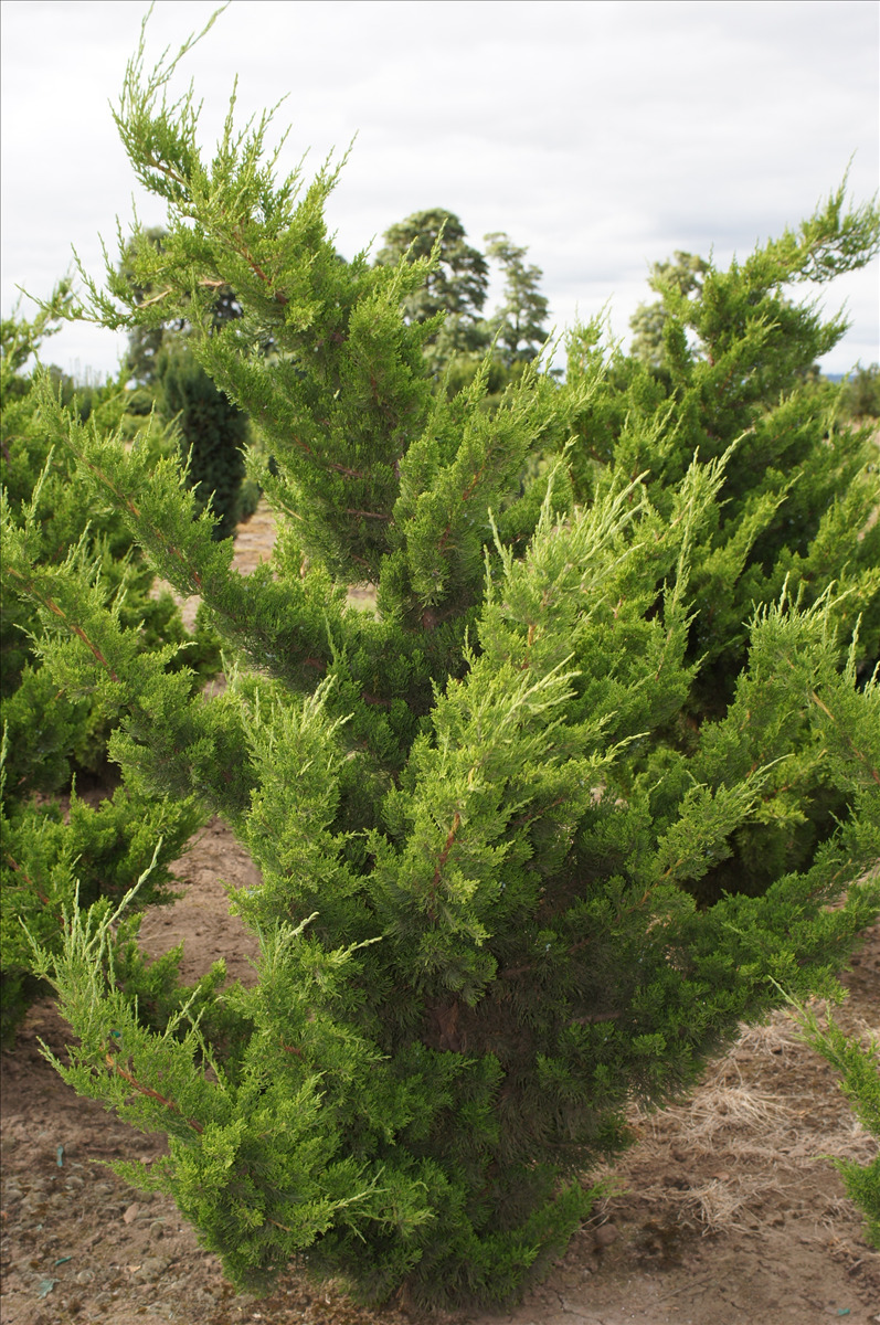 Juniperus chinensis 'Torulosa'