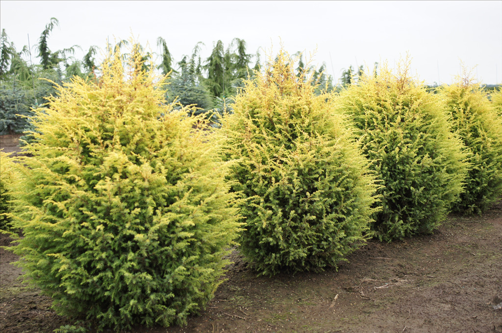 Juniperus communis 'Gold Cone'