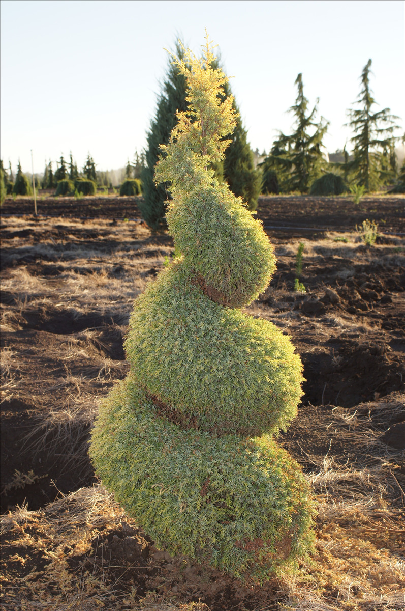 Juniperus communis 'Gold Cone'