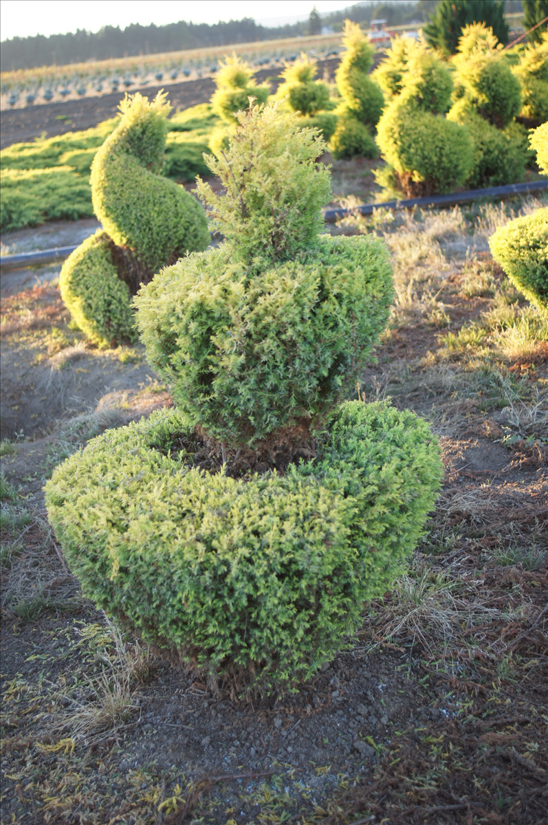 Juniperus communis 'Gold Cone'