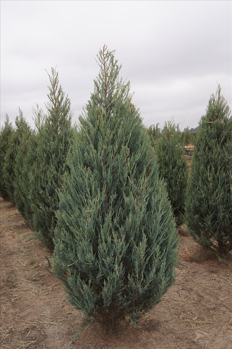Juniperus scopulorum 'Skyrocket'