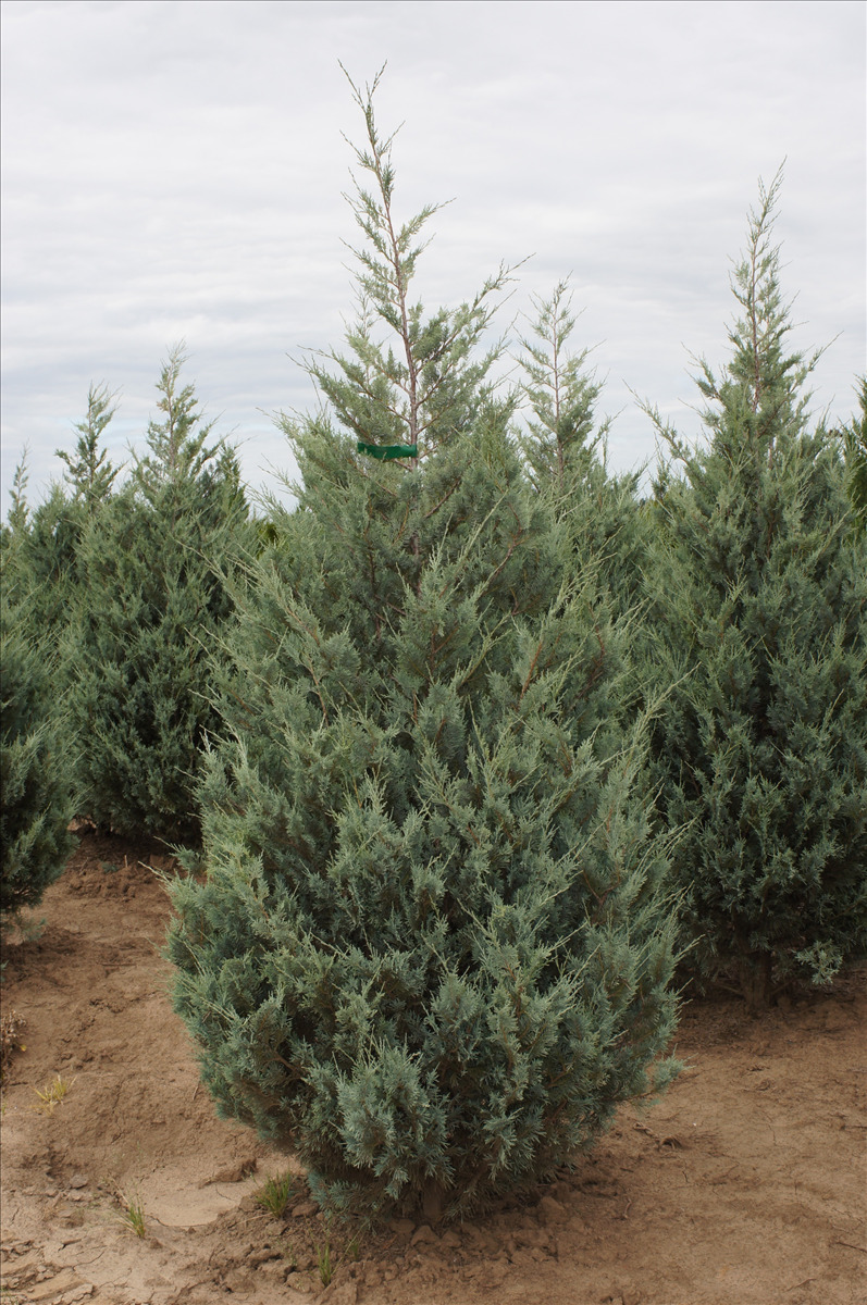 Juniperus scopulorum 'Wichita Blue'