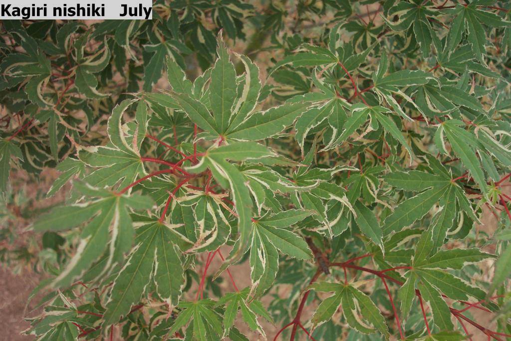 Acer palmatum 'Kagiri Nishiki'