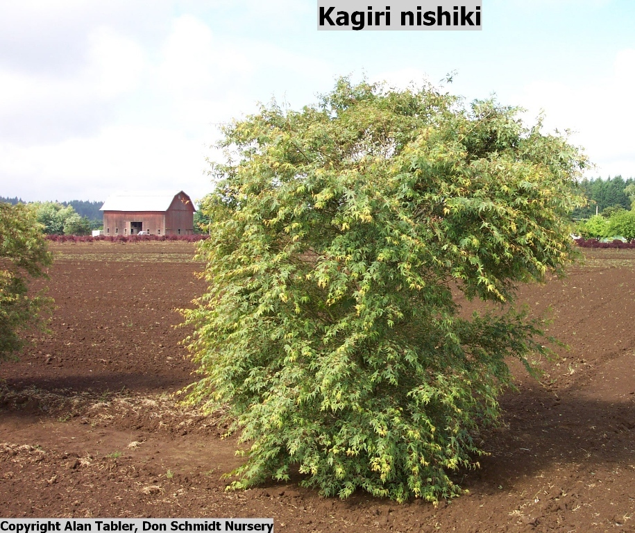 Acer palmatum 'Kagiri Nishiki'