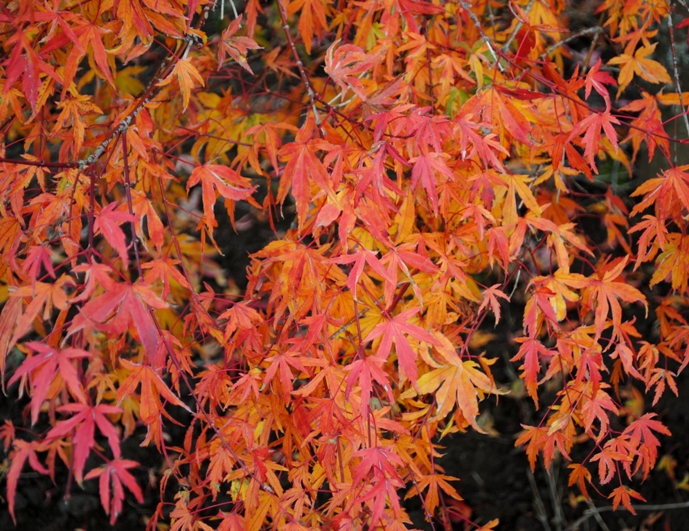 Acer palmatum 'Kagiri Nishiki'
