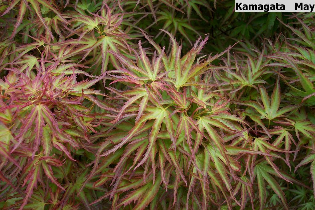 Acer palmatum 'Kamagata'