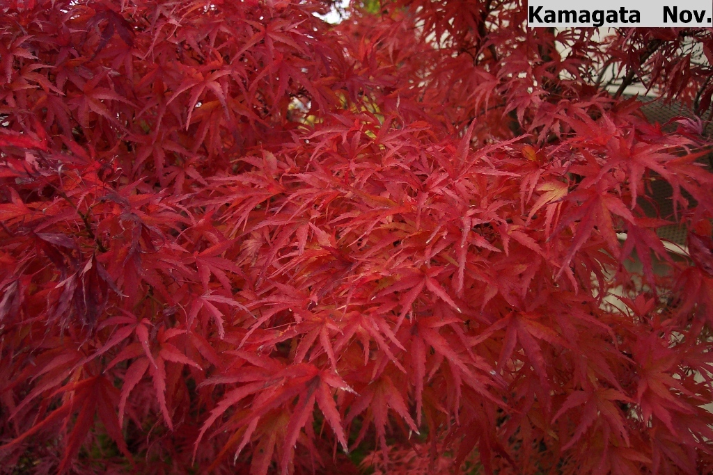 Acer palmatum 'Kamagata'