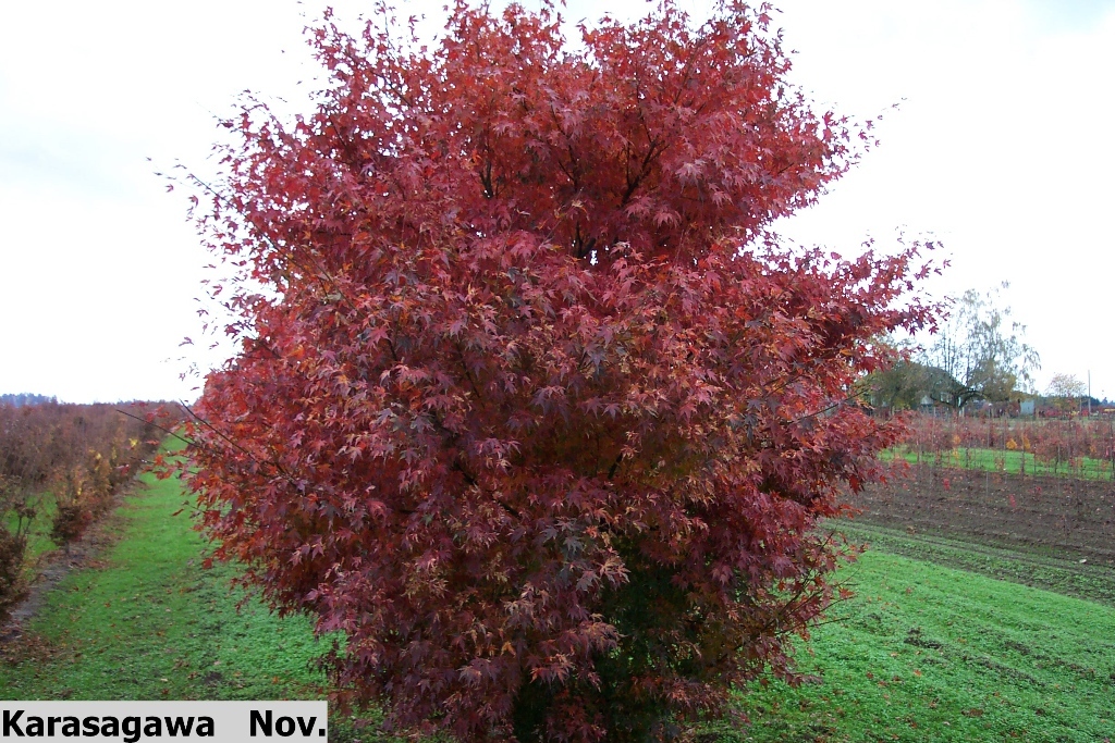 Acer palmatum 'Karasugawa'