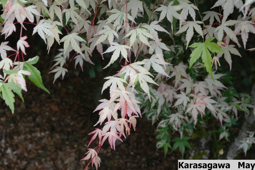 Acer palmatum 'Karasugawa'