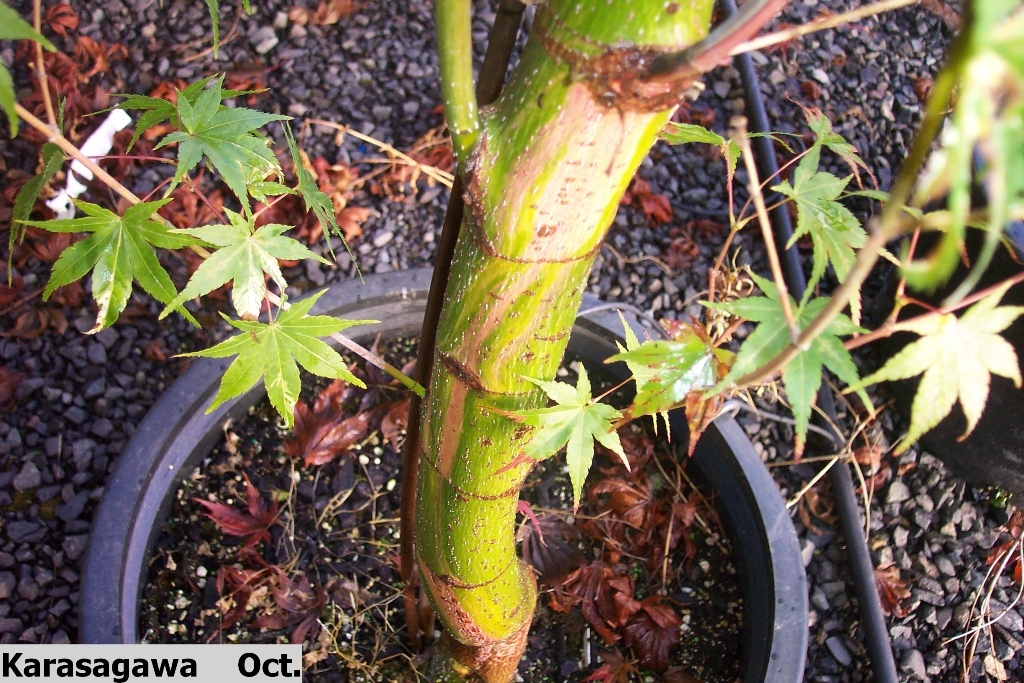Acer palmatum 'Karasugawa'