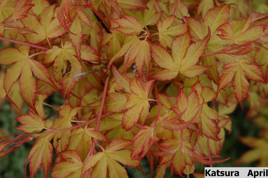 Acer palmatum 'Katsura'