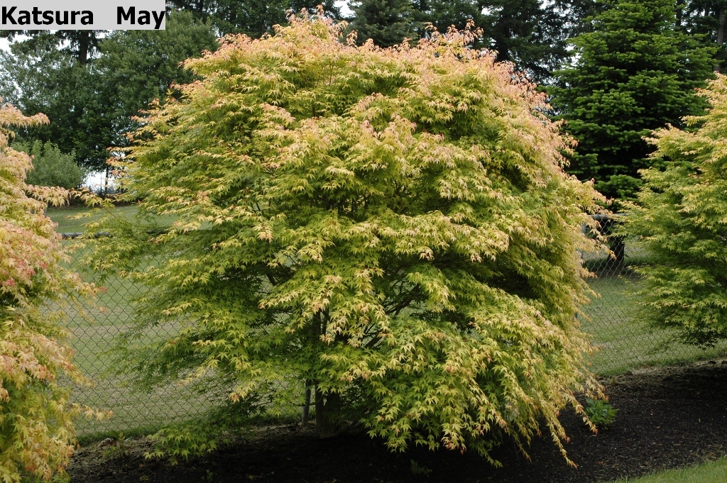 Acer palmatum 'Katsura'