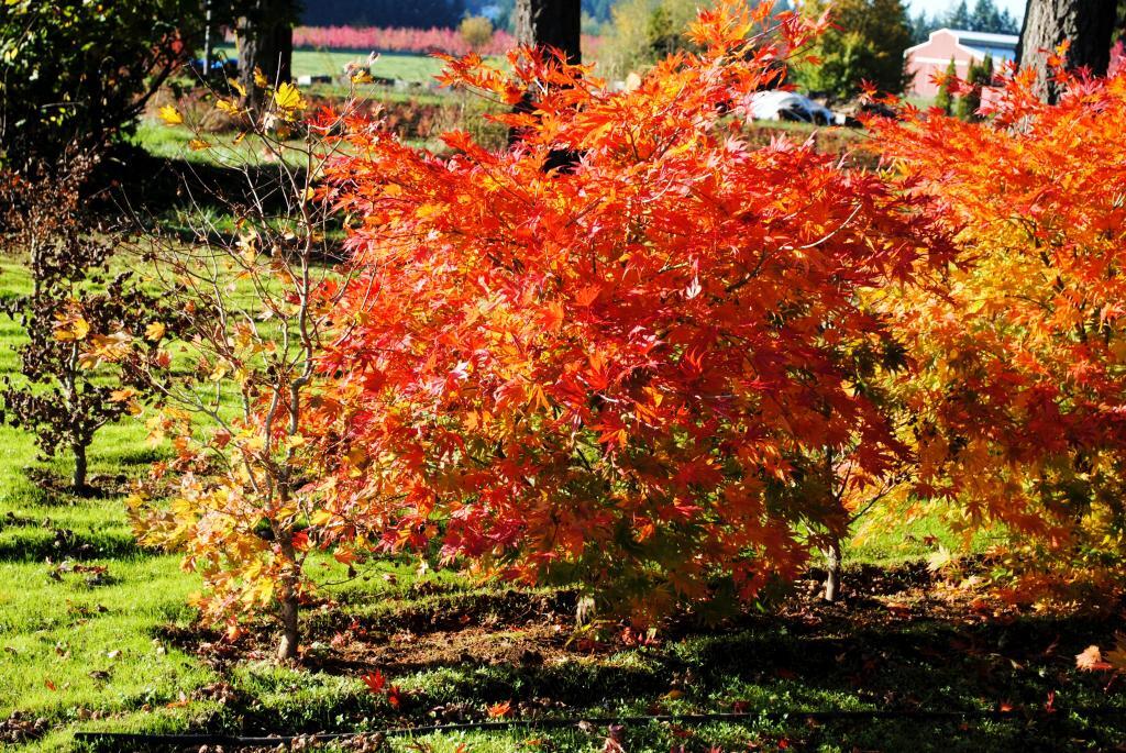 Acer palmatum 'Ki Hachijo'