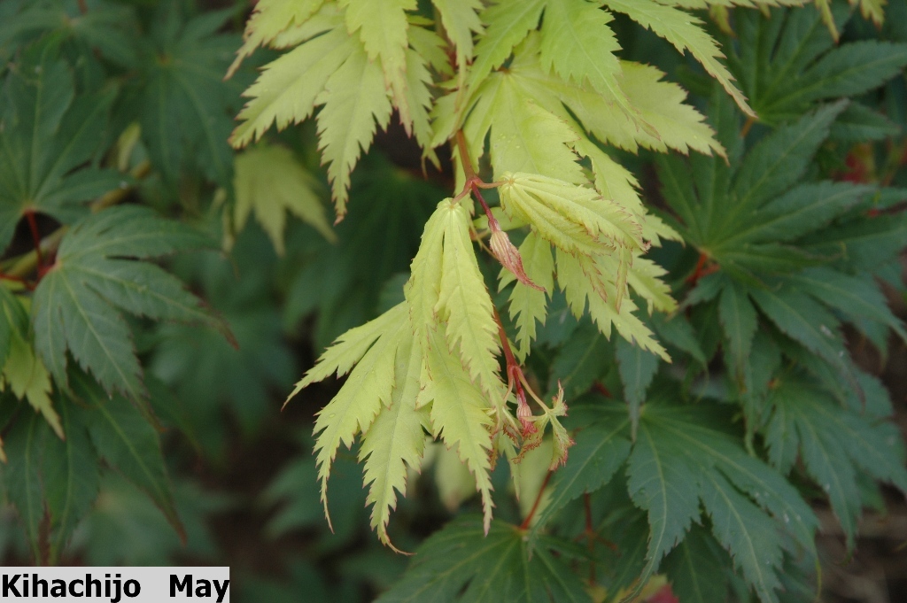 Acer palmatum 'Ki Hachijo'