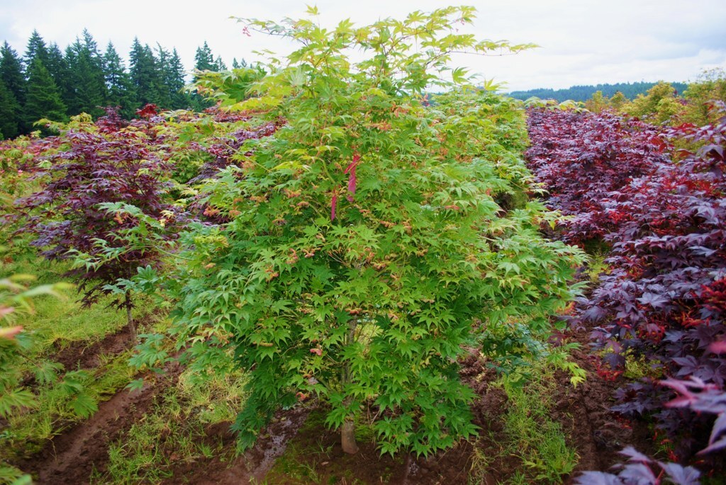 Acer palmatum 'Ki Hachijo'