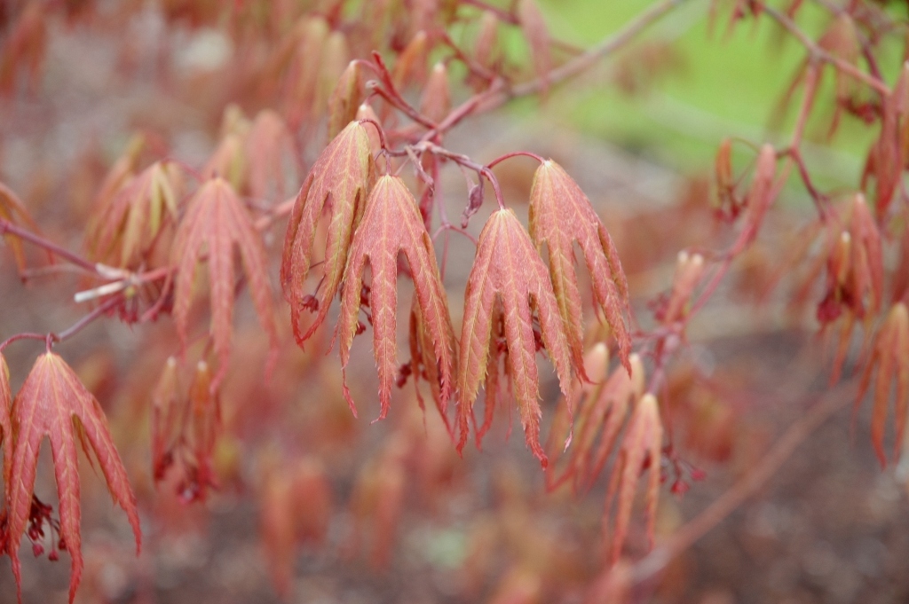 Acer palmatum 'Kinran'