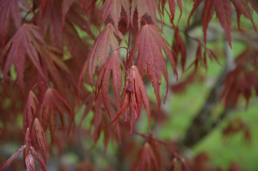 Acer palmatum 'Kinran'