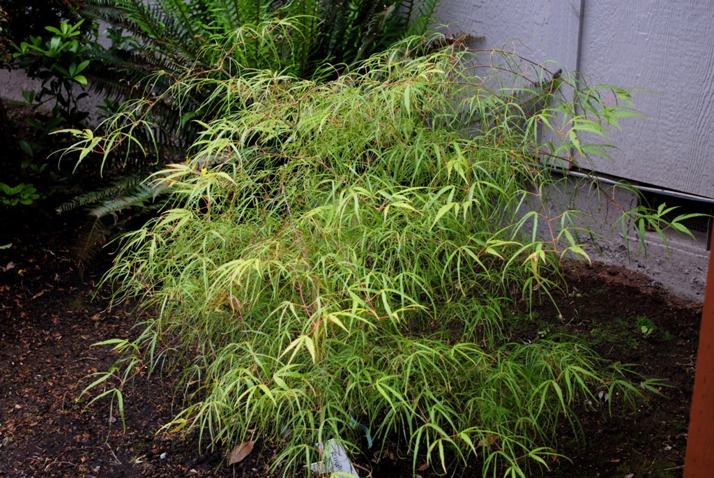 Acer palmatum 'Kinshi'