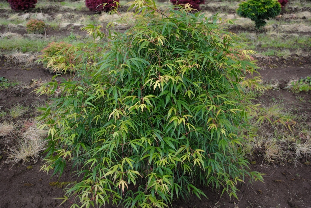 Acer palmatum 'Kinshi'