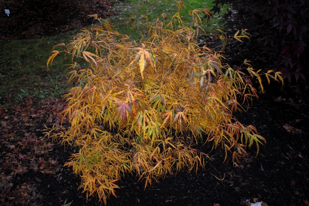 Acer palmatum 'Kinshi'
