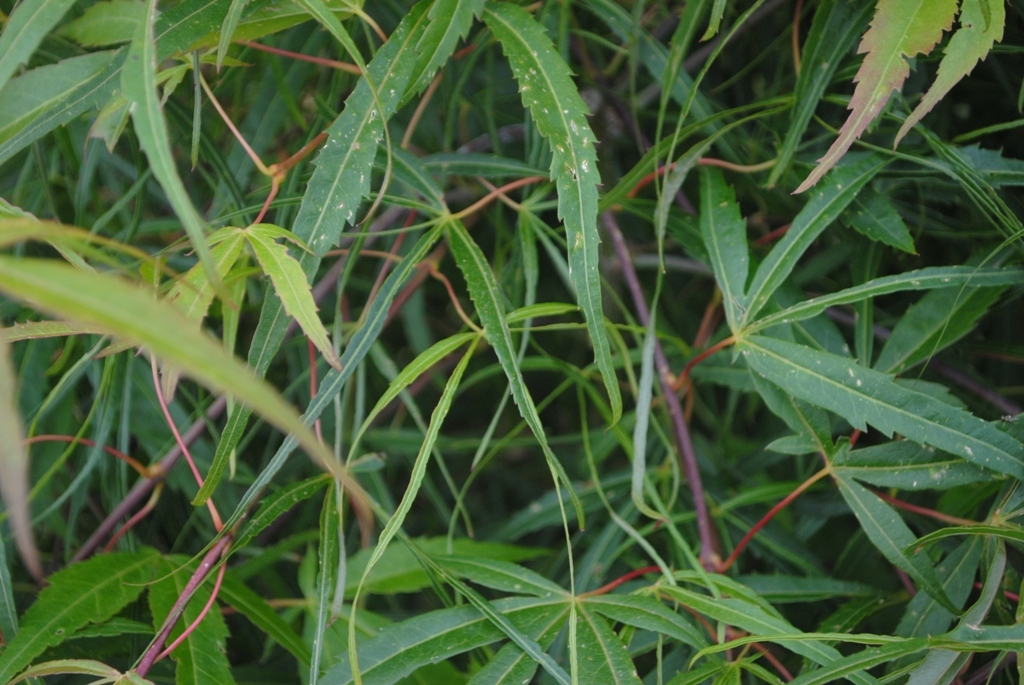 Acer palmatum 'Kinshi'