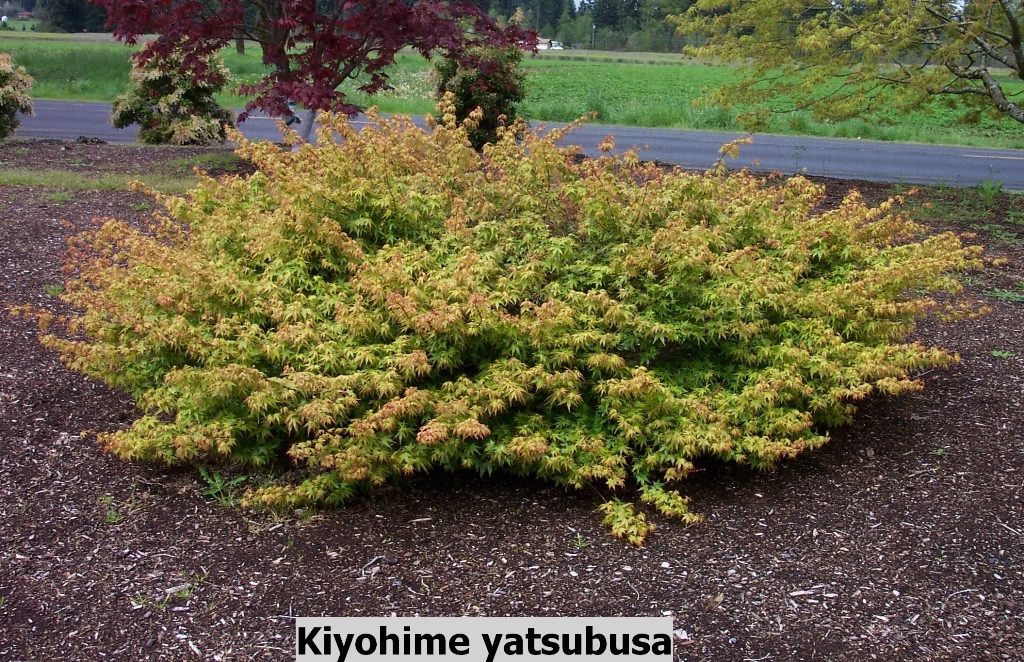Acer palmatum 'Kiyohime-yatsubusa'