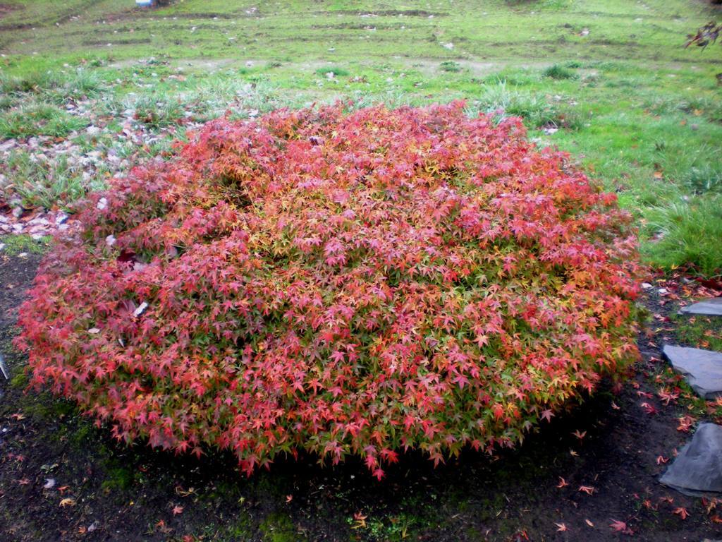 Acer palmatum 'Kiyohime-yatsubusa'