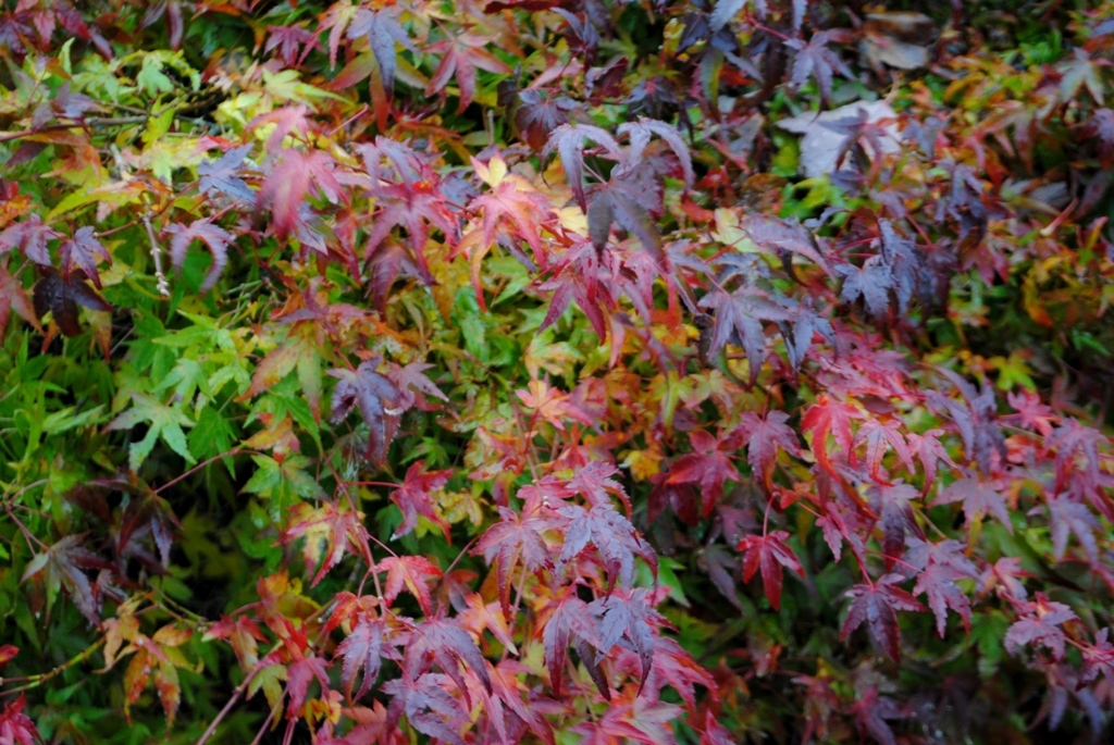 Acer palmatum 'Kiyohime-yatsubusa'