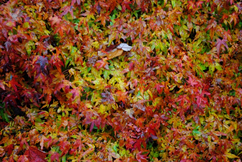 Acer palmatum 'Kiyohime-yatsubusa'