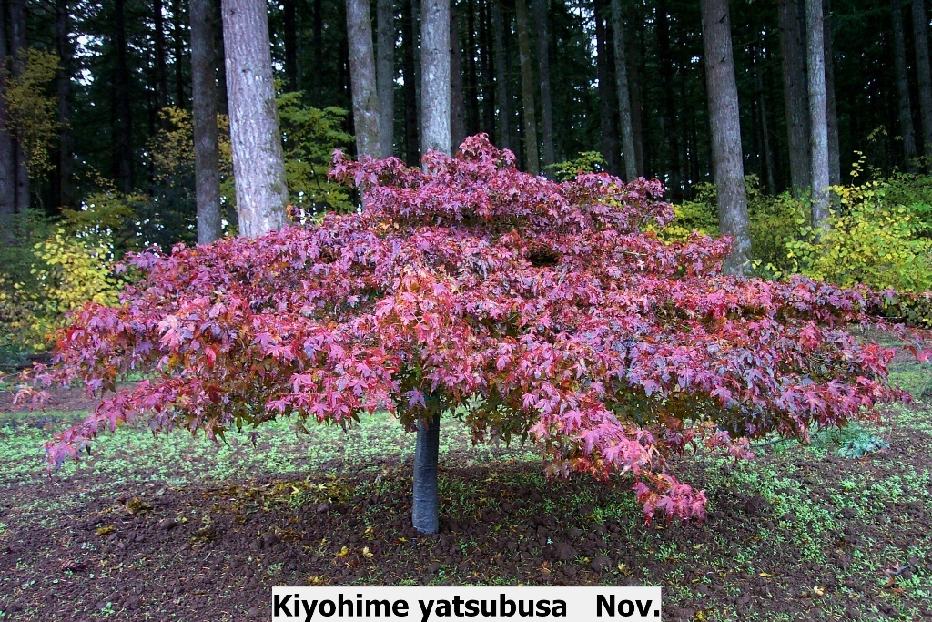 Acer palmatum 'Kiyohime-yatsubusa'