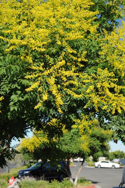 Koelreuteria paniculata