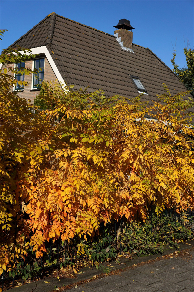 Koelreuteria paniculata 'Coral Sun' PP17409