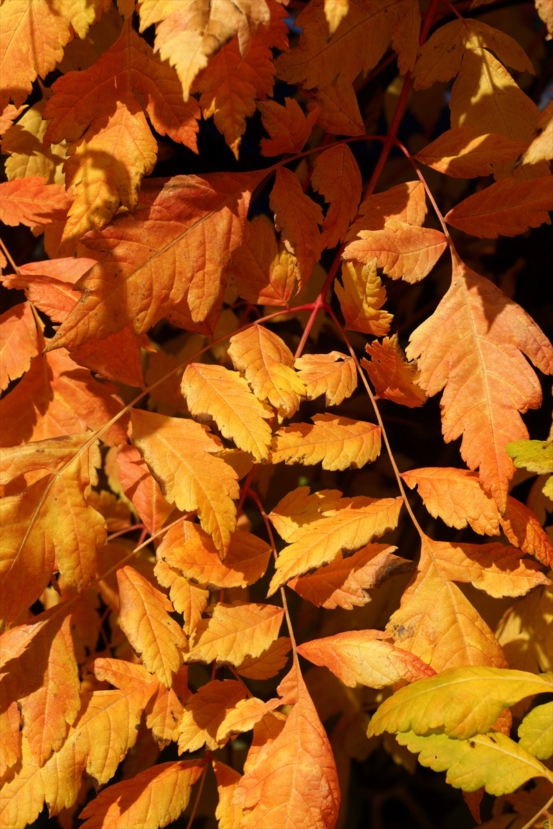 Koelreuteria paniculata 'Coral Sun' PP17409