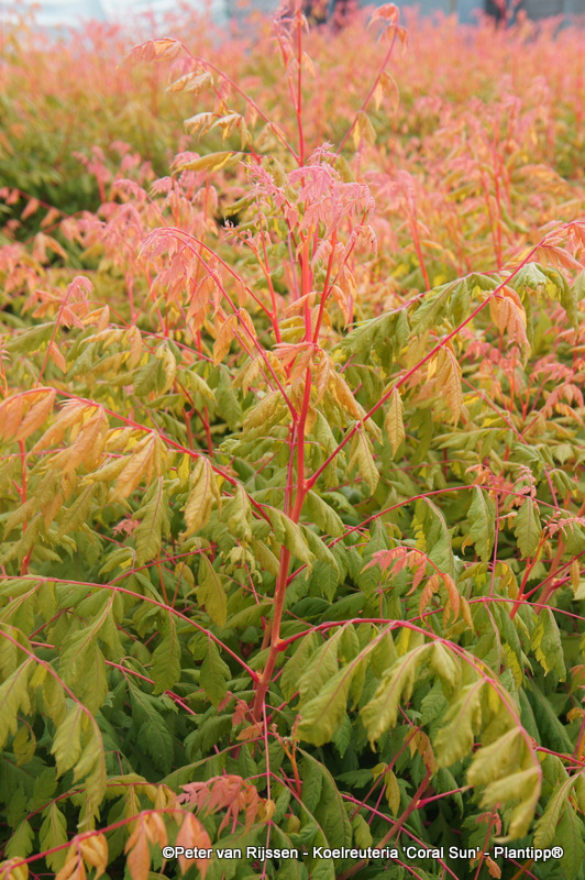 Koelreuteria paniculata 'Coral Sun' PP17409