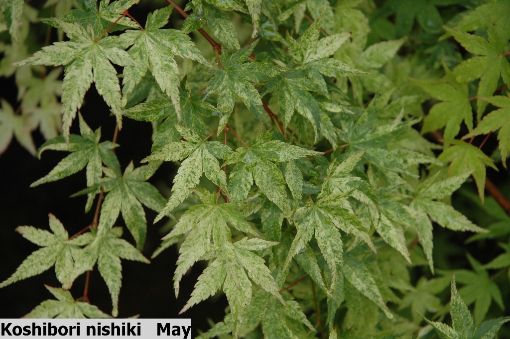Acer palmatum 'Koshibori-nishiki'