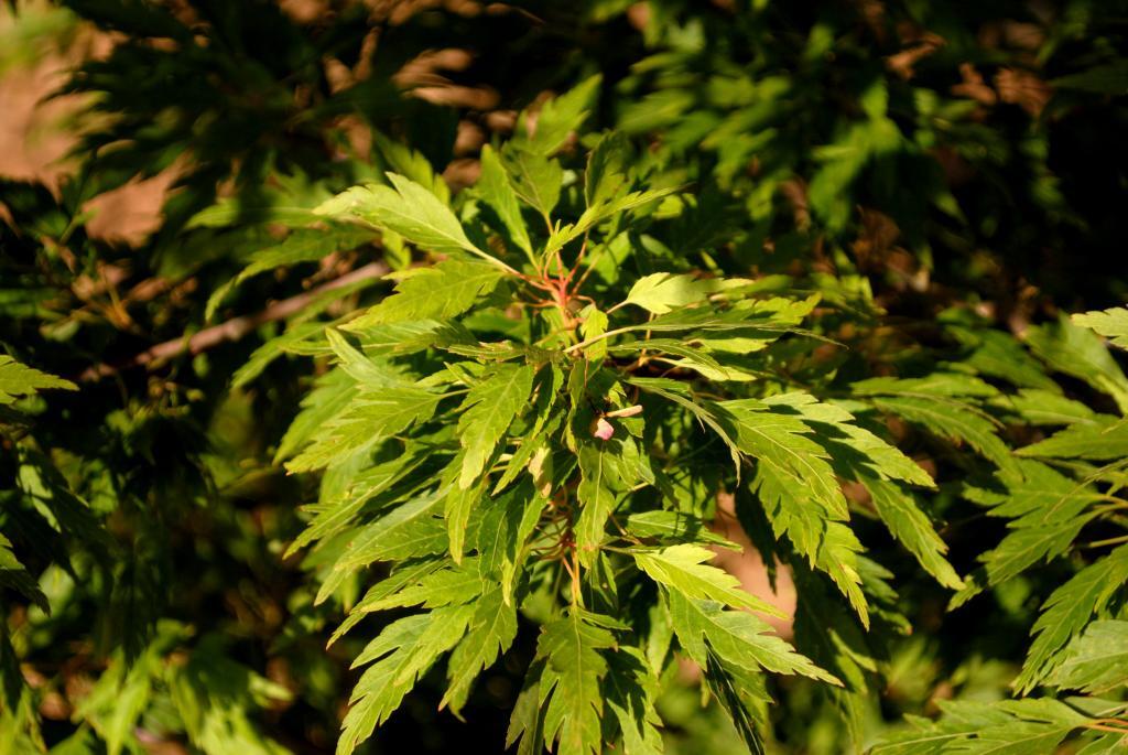 Acer palmatum 'Koshimino'