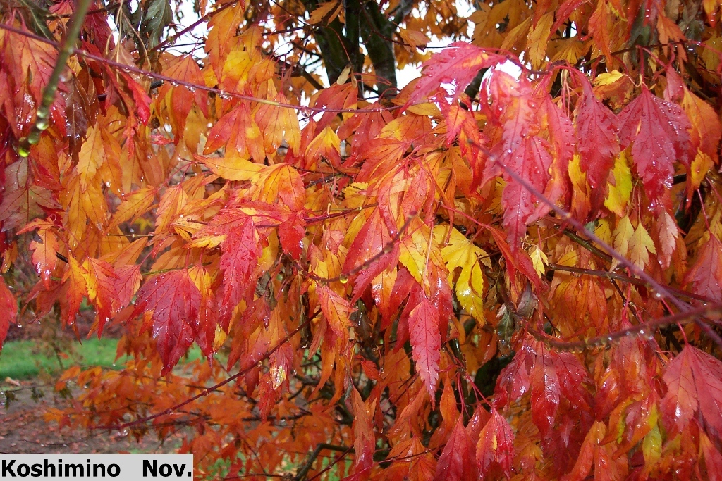 Acer palmatum 'Koshimino'