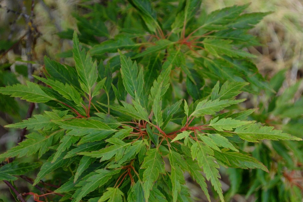 Acer palmatum 'Koshimino'