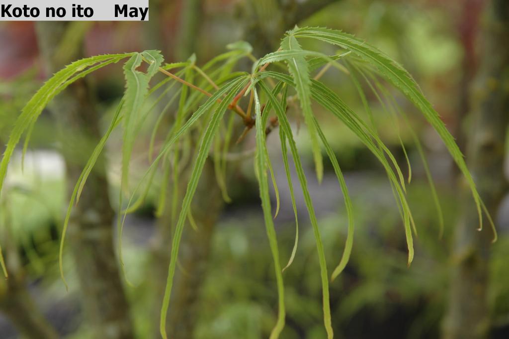 Acer palmatum 'Koto no ito'