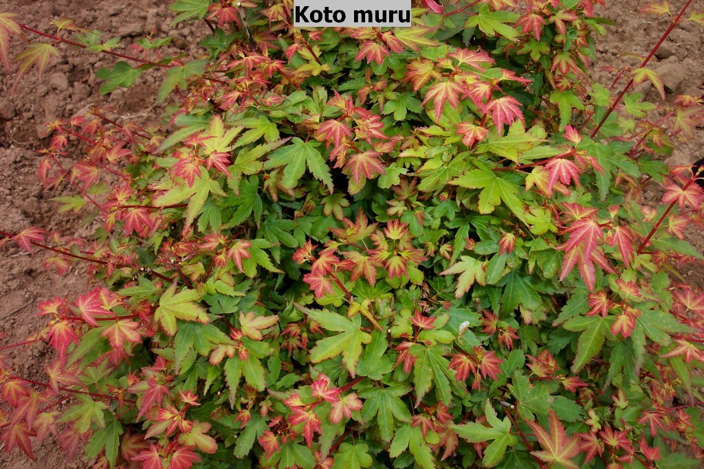 Acer palmatum 'Koto-maru'