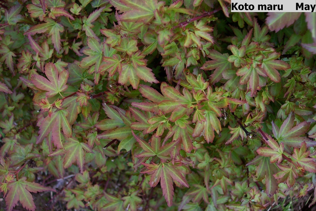 Acer palmatum 'Koto-maru'