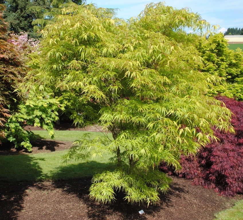 Acer palmatum 'Koto no ito'