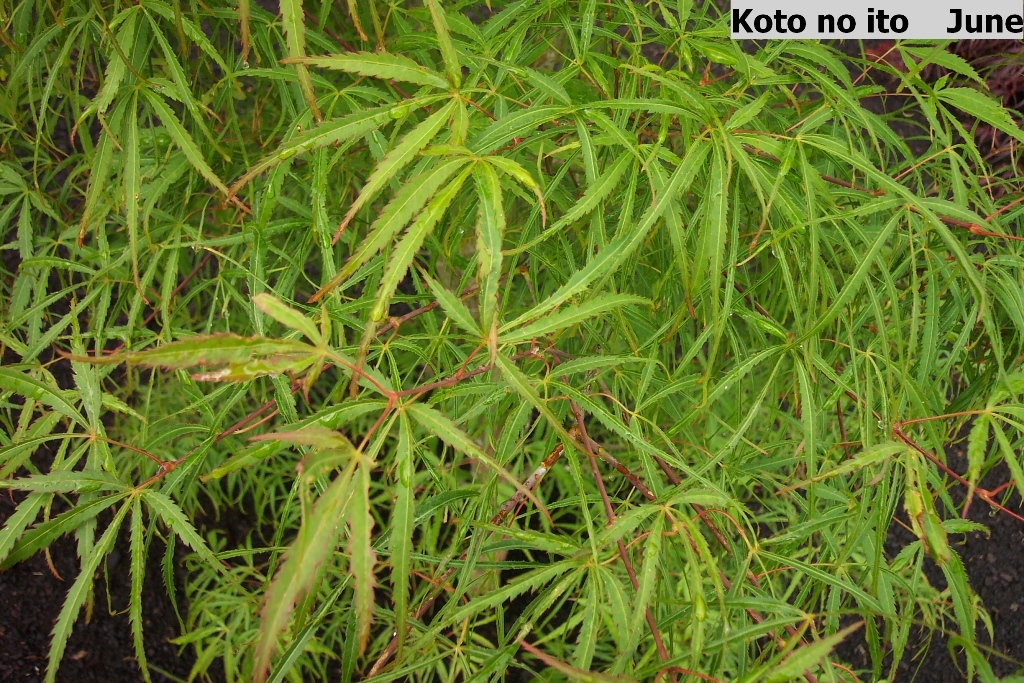 Acer palmatum 'Koto no ito'