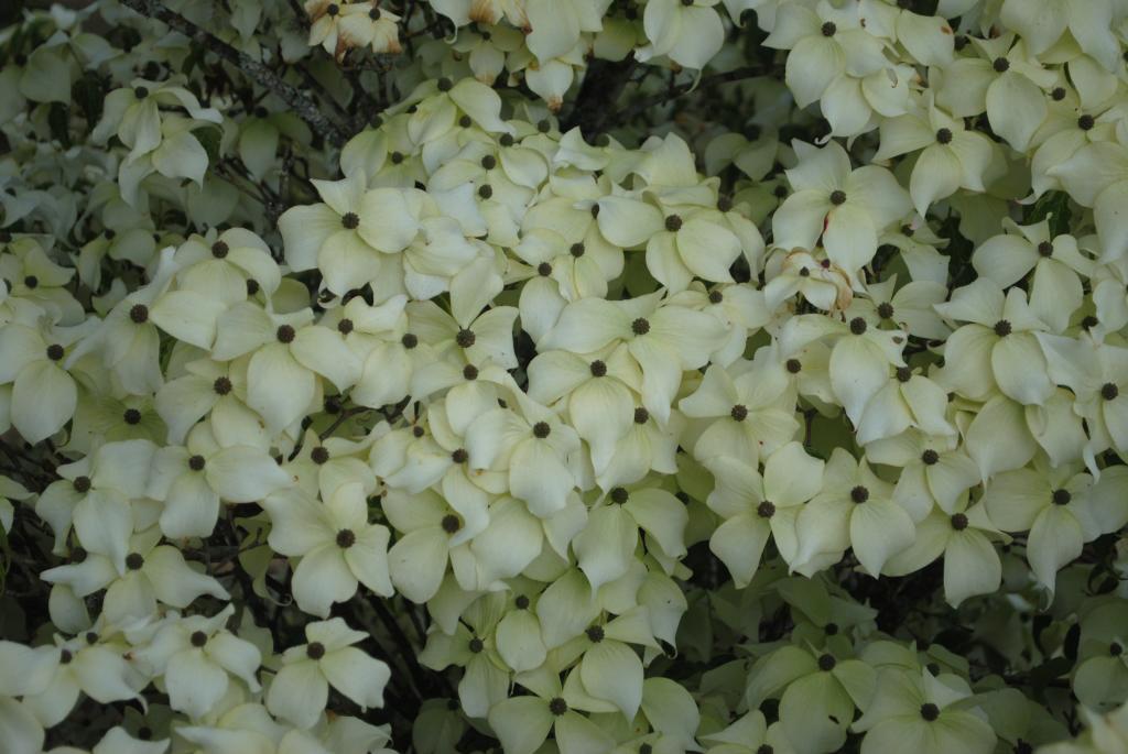 Cornus kousa