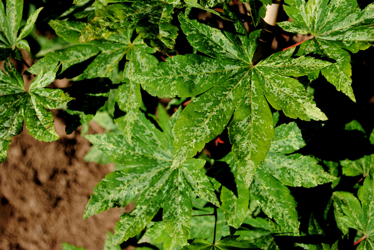 Acer sieboldianum' Kumoi nishiki'